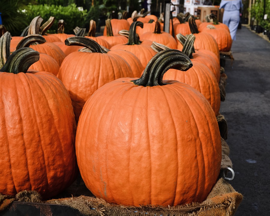 Pumpkin crackers