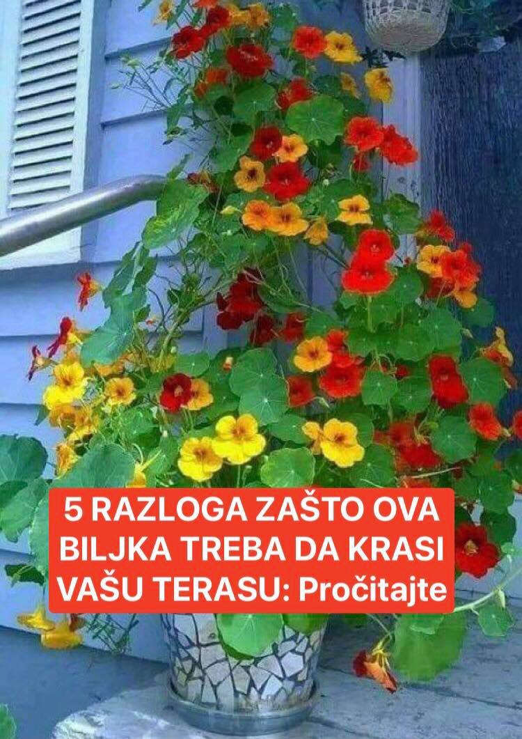 Pogledaj koje cvijeće trebate držati na balkonu