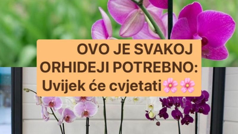 Pogledajte kako se najbolje brinuti o orhidejama