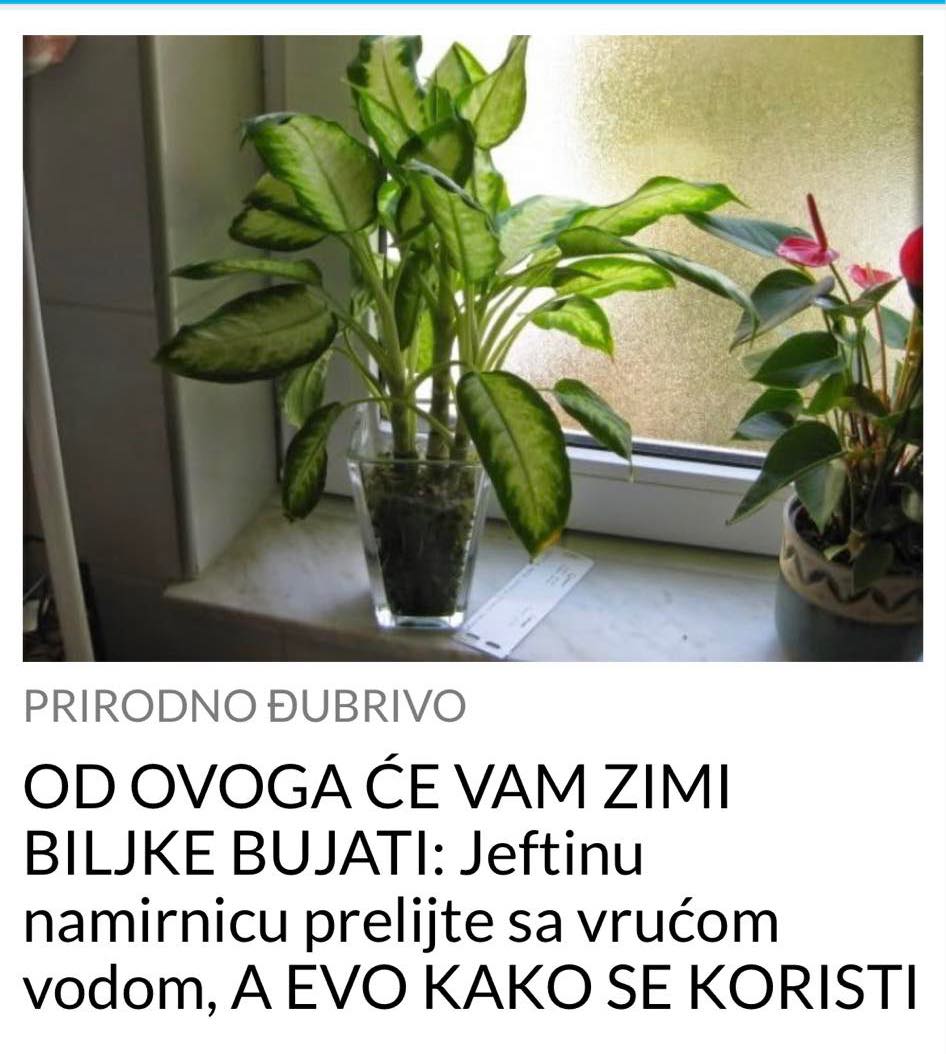 POGLEDAJTE KAKO CE VAM ZIMI BILJKE BUJATI